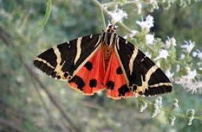 πεταλούδες 4